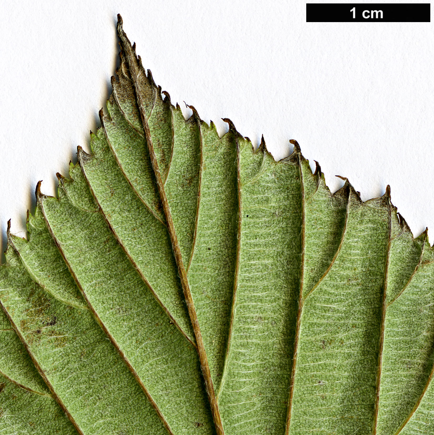 High resolution image: Family: Rosaceae - Genus: Sorbus - Taxon: karchungii